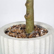 OLIVE PLANT 72" POTTED
