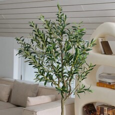 OLIVE PLANT 72" POTTED