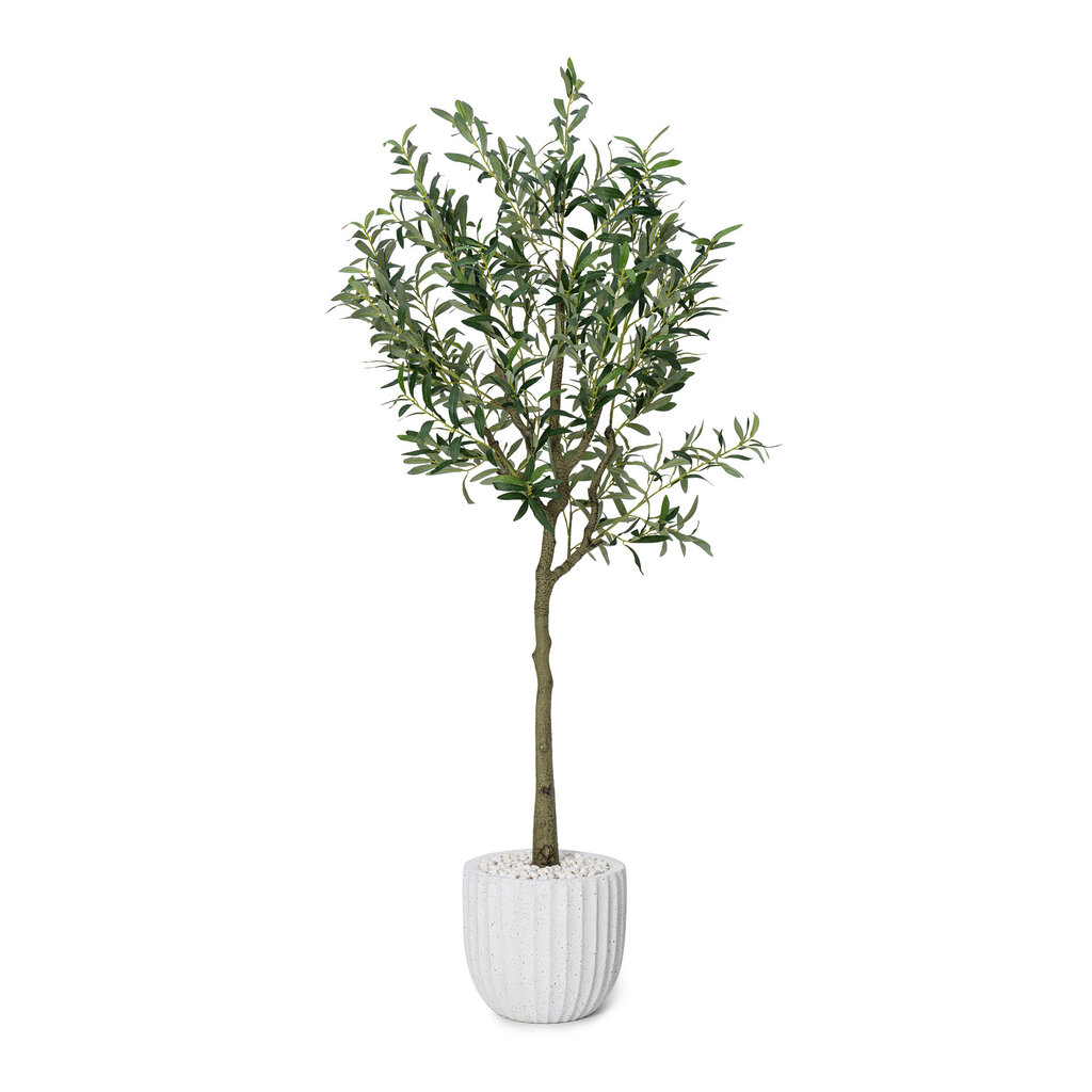 OLIVE PLANT 72" POTTED