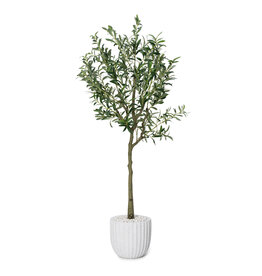 OLIVE PLANT 72" POTTED