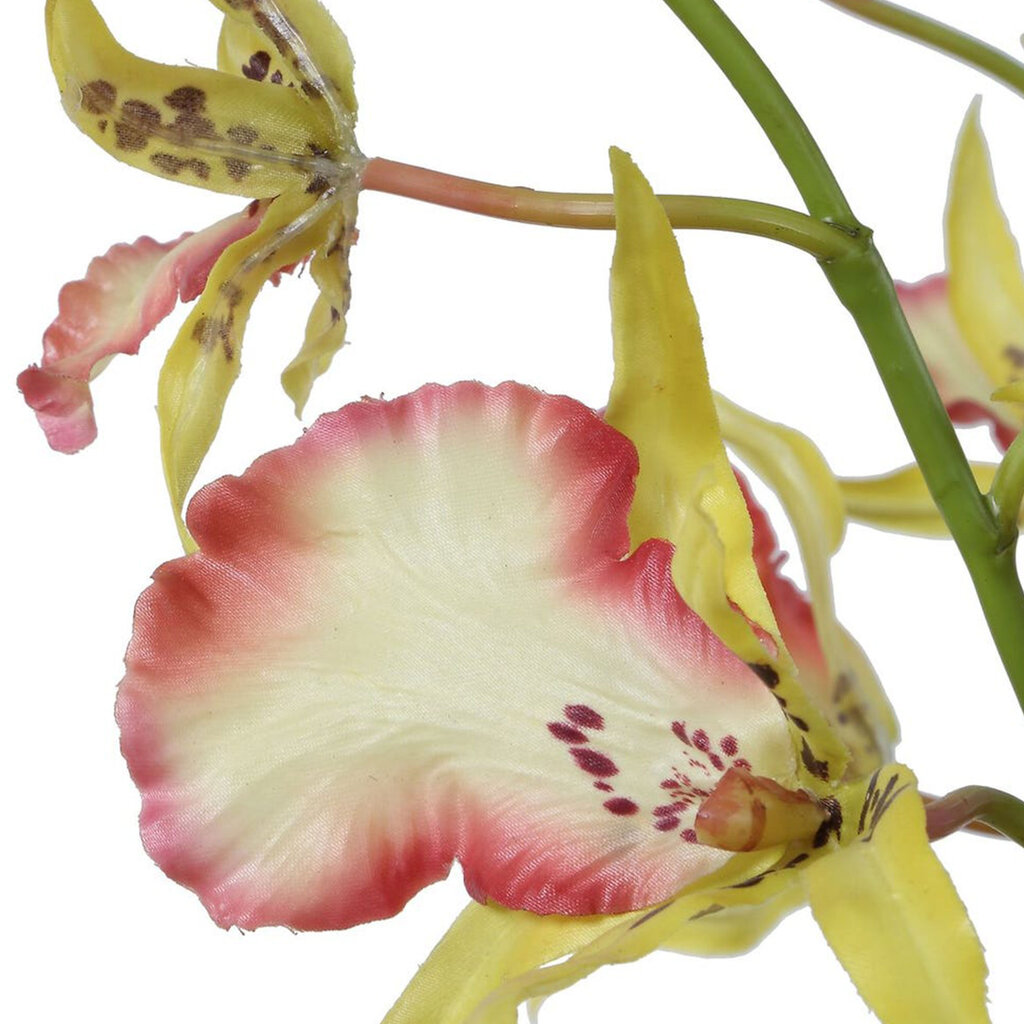 SPIDER ORCHID FLOWERS IN GLASS