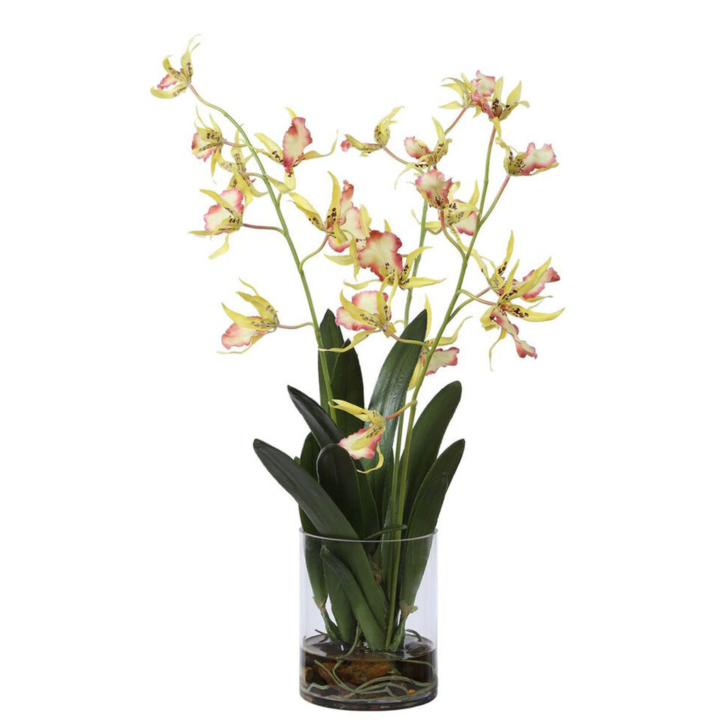 SPIDER ORCHID FLOWERS IN GLASS
