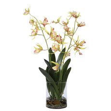 SPIDER ORCHID FLOWERS IN GLASS