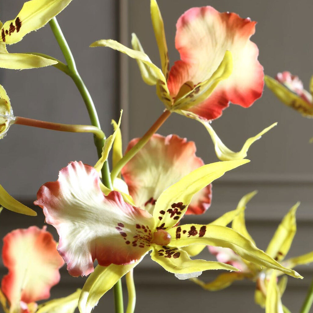 SPIDER ORCHID FLOWERS IN GLASS