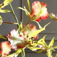 SPIDER ORCHID FLOWERS IN GLASS