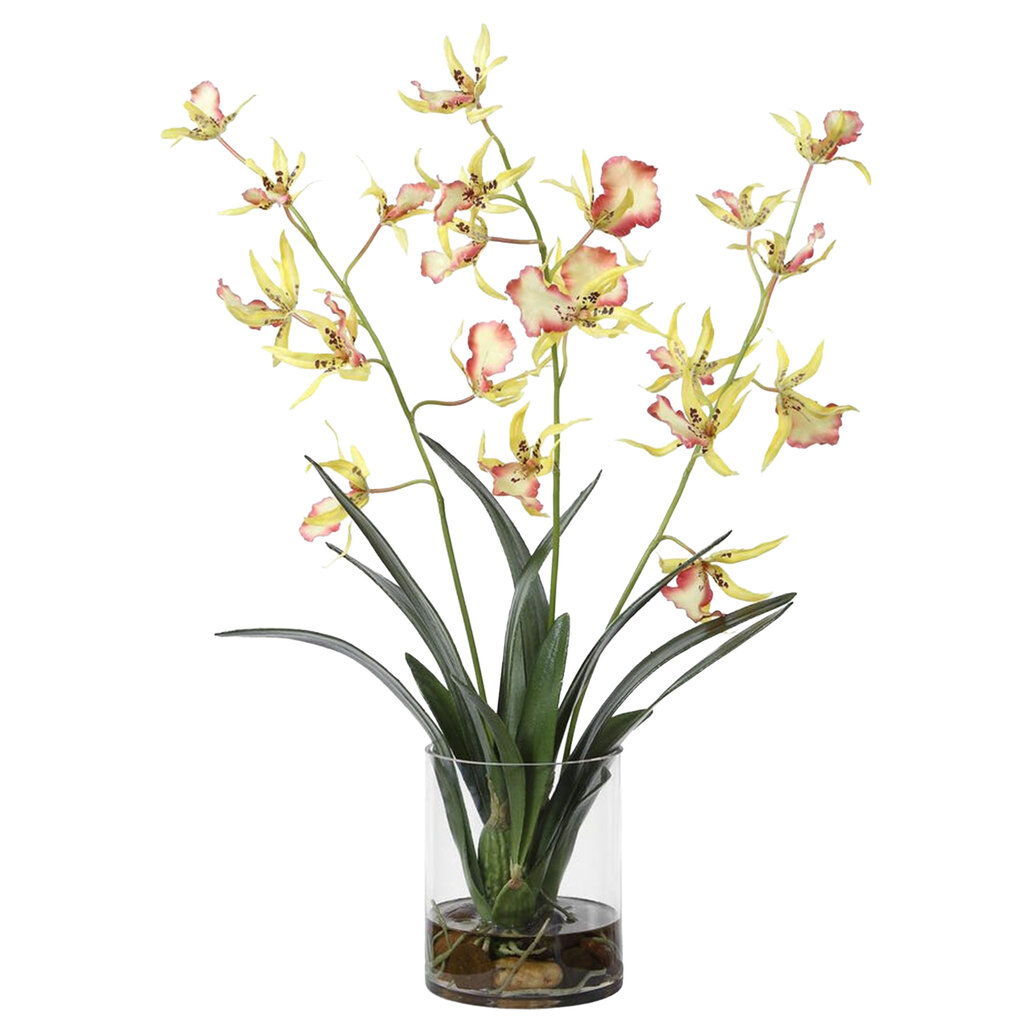 SPIDER ORCHID FLOWERS IN GLASS
