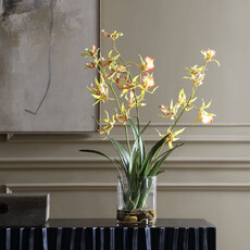 SPIDER ORCHID FLOWERS IN GLASS