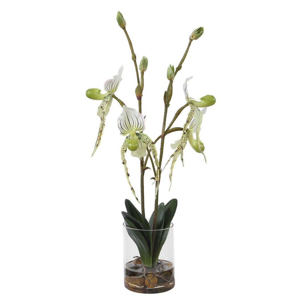LADY SLIPPER ORCHID FLOWERS IN GLASS