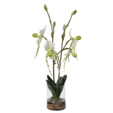 LADY SLIPPER ORCHID FLOWERS IN GLASS