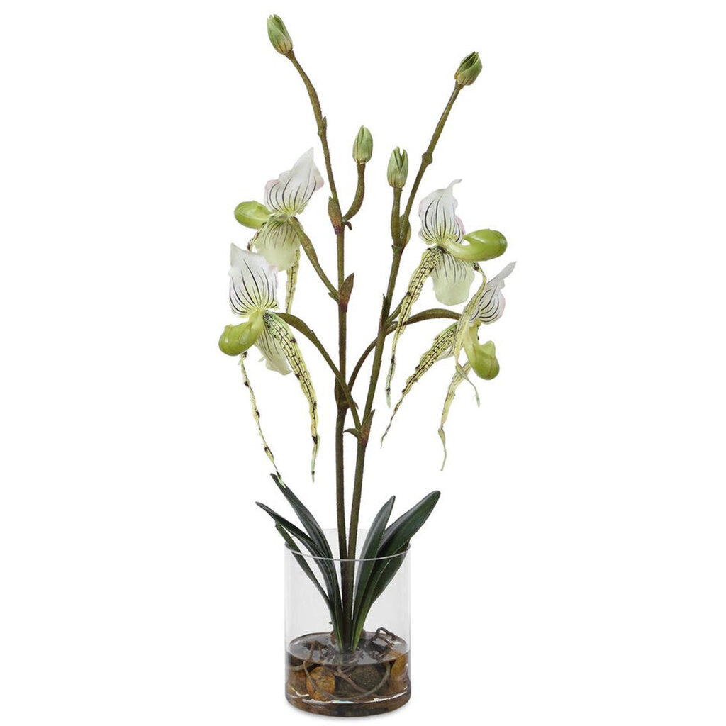 LADY SLIPPER ORCHID FLOWERS IN GLASS