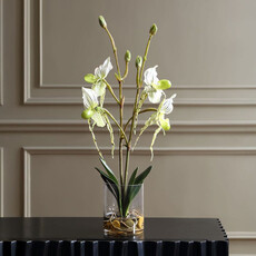 LADY SLIPPER ORCHID FLOWERS IN GLASS