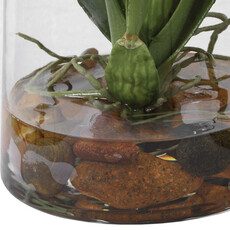 DANCING ORCHID FLOWERS IN GLASS