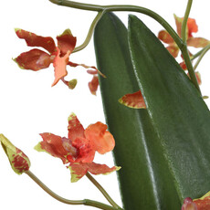 DANCING ORCHID FLOWERS IN GLASS
