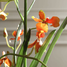 DANCING ORCHID FLOWERS IN GLASS