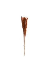 Creative Coop Dried Natural Pampas Grass - Saffron