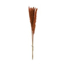 Creative Coop Dried Natural Pampas Grass - Saffron