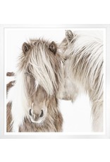 Celadon Icelandic Ponies