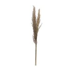 Creative Coop Dried Natural Pampas Grass Bunch