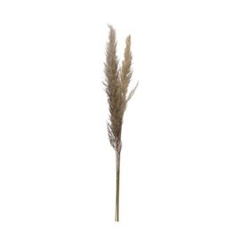 Creative Coop Dried Natural Pampas Grass Bunch