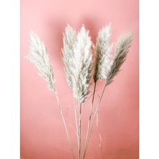 Fleurs Flowers Dutch Pampas