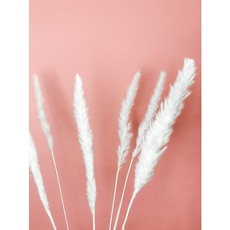 Fleurs Flowers Mini Pampas - Bleached