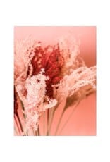 Fleurs Flowers Miscanthus Grass | Blush