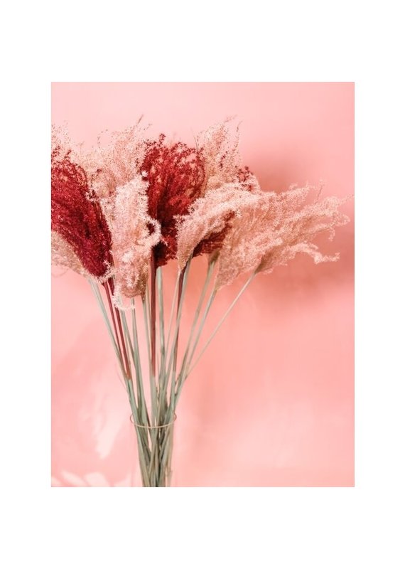 Fleurs Flowers Miscanthus Grass | Roseberry