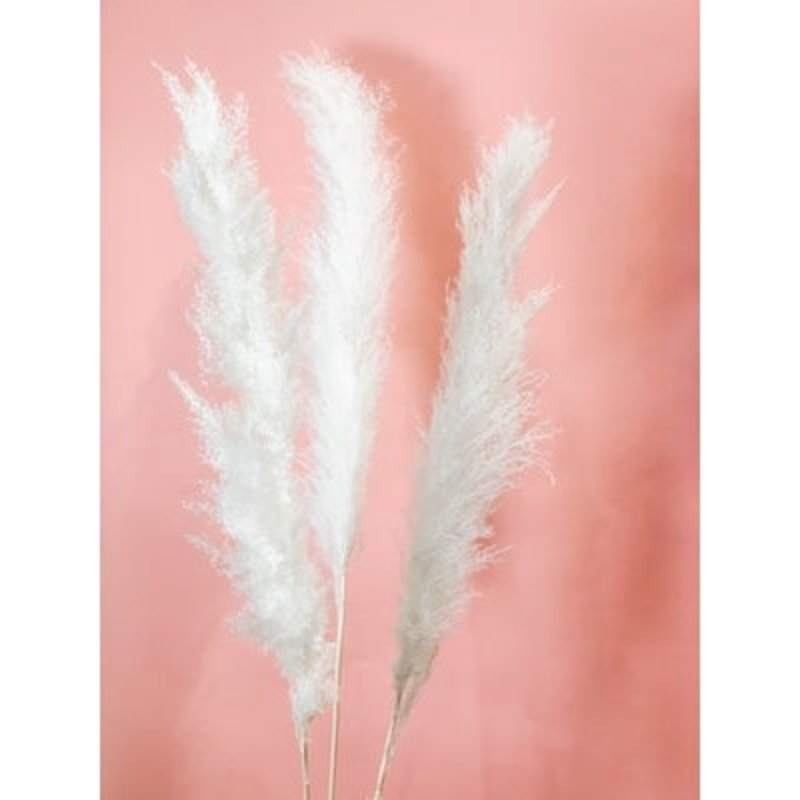 Fleurs Flowers Pampas Grass - Bleached