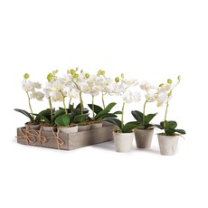 Faire Mini Phalaenopsis Plant