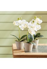 Faire Mini Phalaenopsis