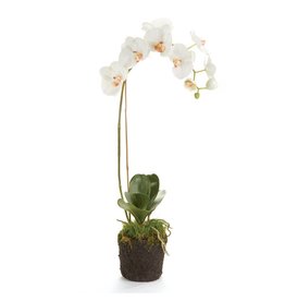 Napa Home & Garden Phalaenopsis Orchid Drop-In 26"