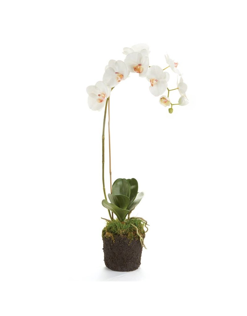 Faire Phalaenopsis Orchid Drop-In 26"