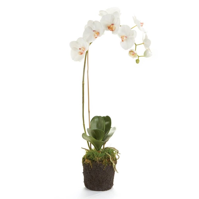Napa Home & Garden Phalaenopsis Orchid Drop-In 26"