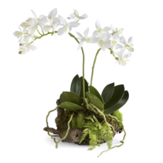 Napa Home & Garden Mini Dendrobium with Rustic Drop-In 11.5"