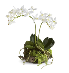 Napa Home & Garden Mini Dendrobium Rustic Drop-In 11.5"