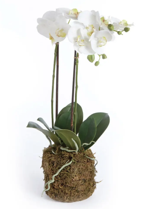 Napa Home & Garden Phalaenopsis Orchid Drop-In - 23"