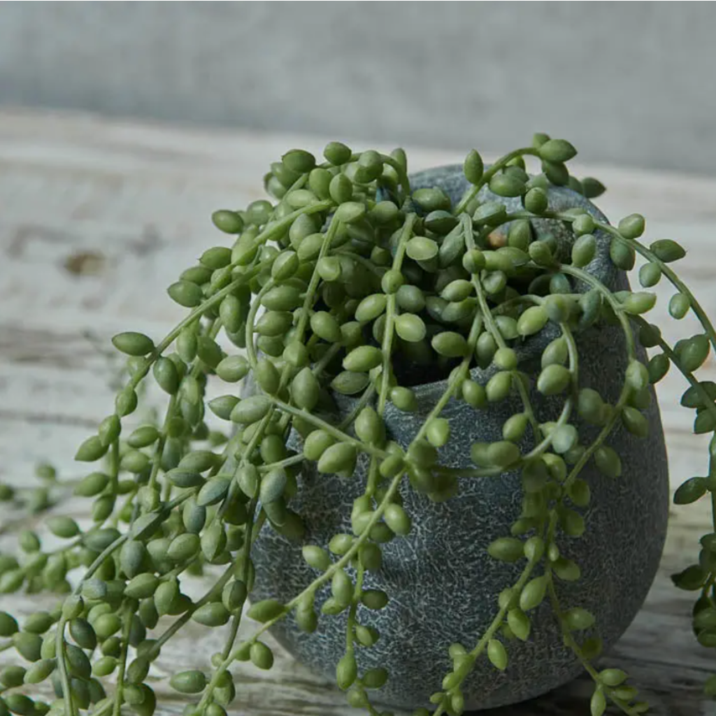 Abigail Ahern String of Beads Succulent In Pot