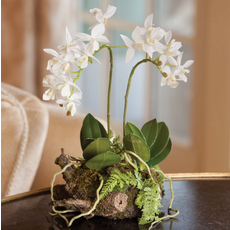 Napa Home & Garden Mini Dendrobium Rustic Drop-In 11.5"