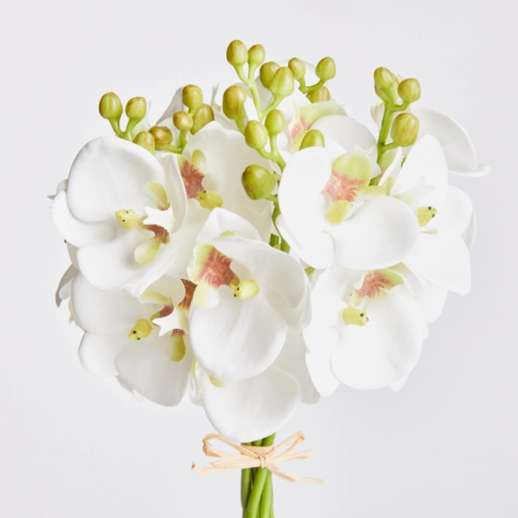 Napa Home & Garden Phalaenopsis Orchid Stem