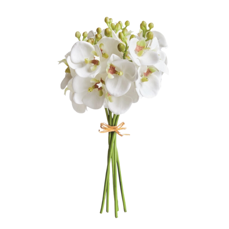 Napa Home & Garden Phalaenopsis Orchid Stem