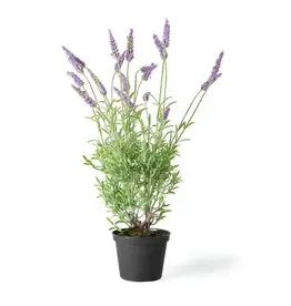 Napa Home & Garden French Lavender Drop-In