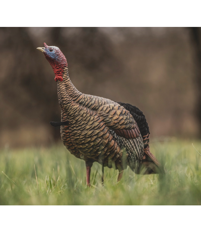 AVIAN-X HDR JAKE TURKEY DECOY