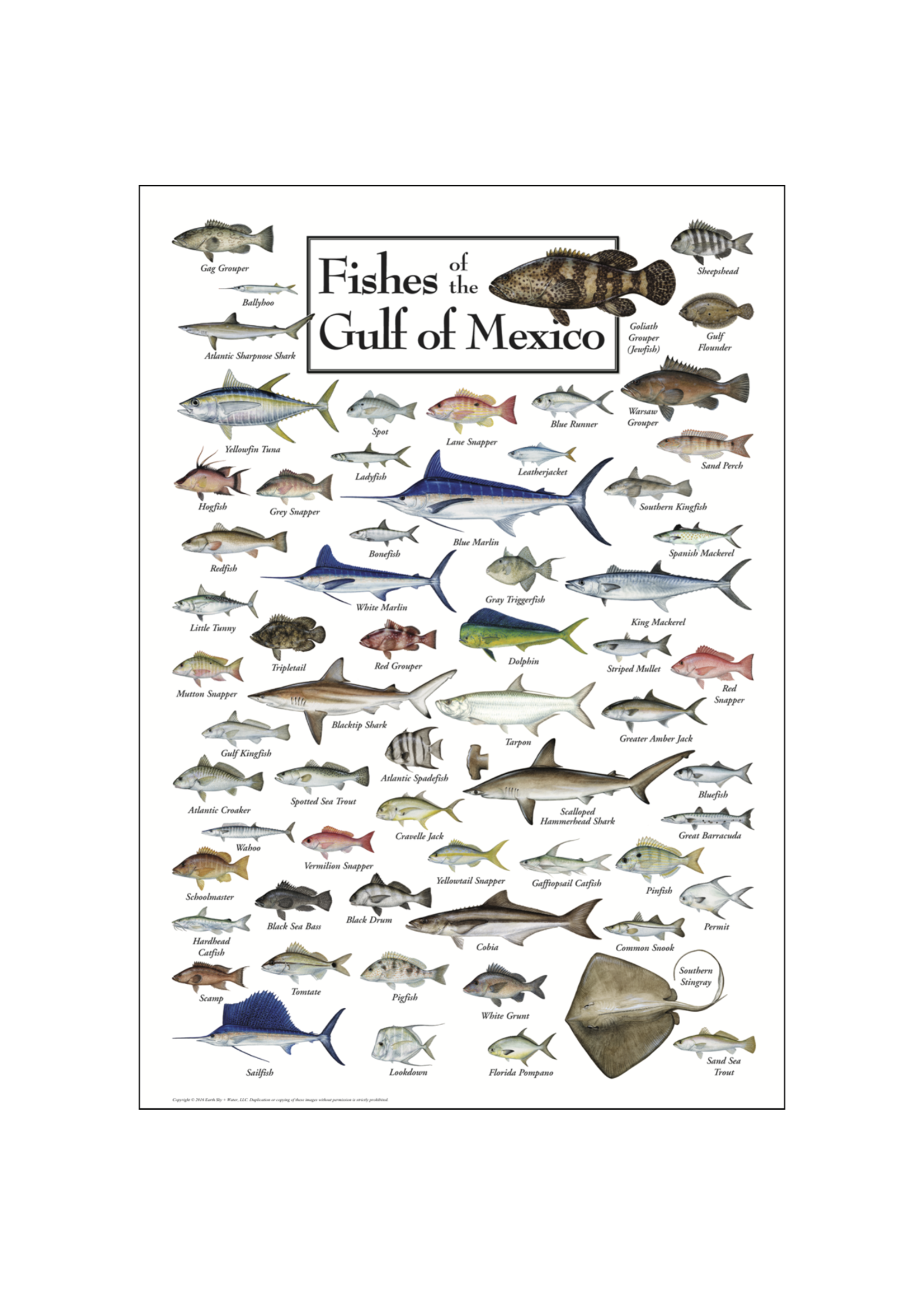 Earth Sky + Water POSTER Fishes of the Gulf of Mexico