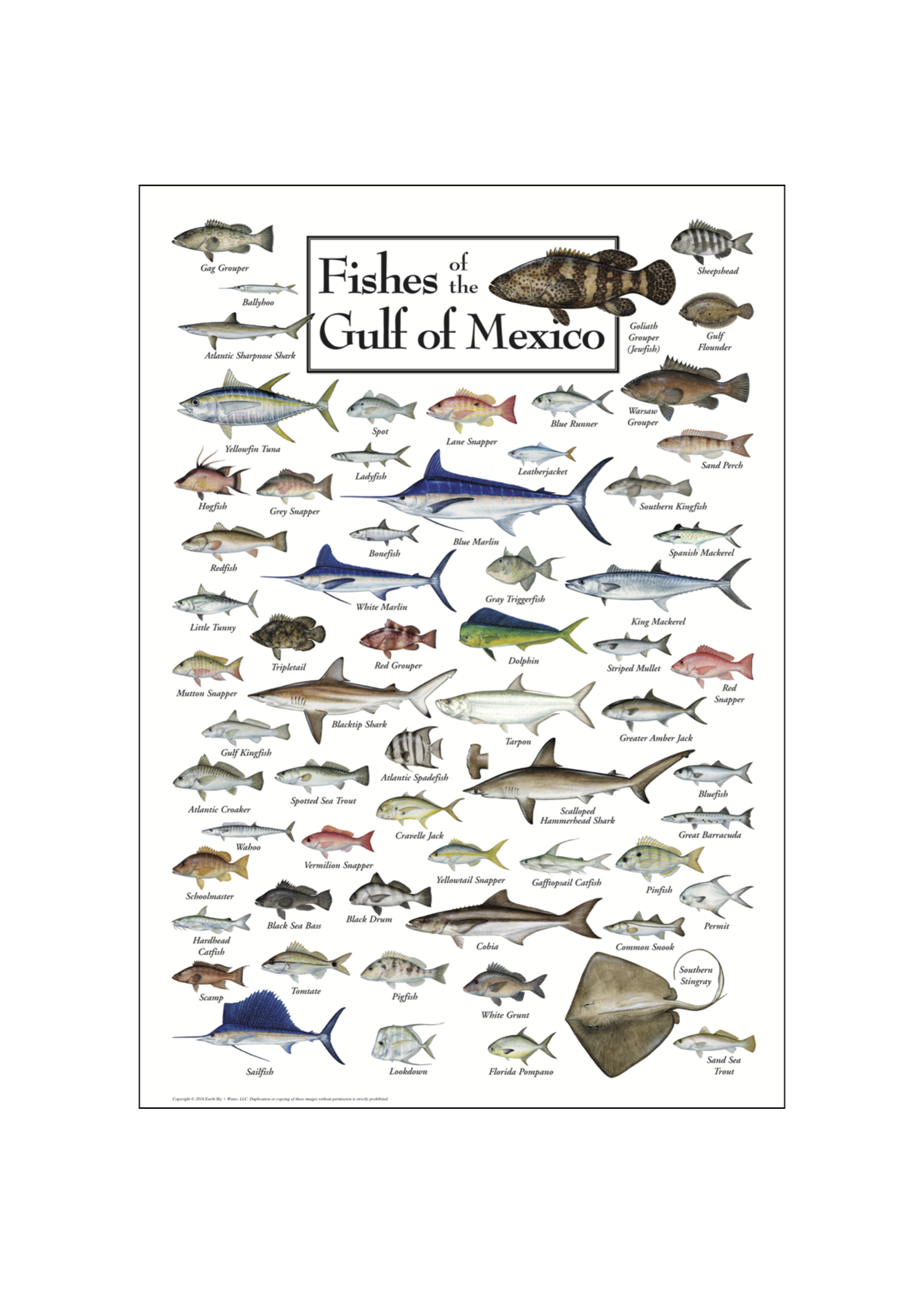 POSTER Fishes of the Gulf of Mexico