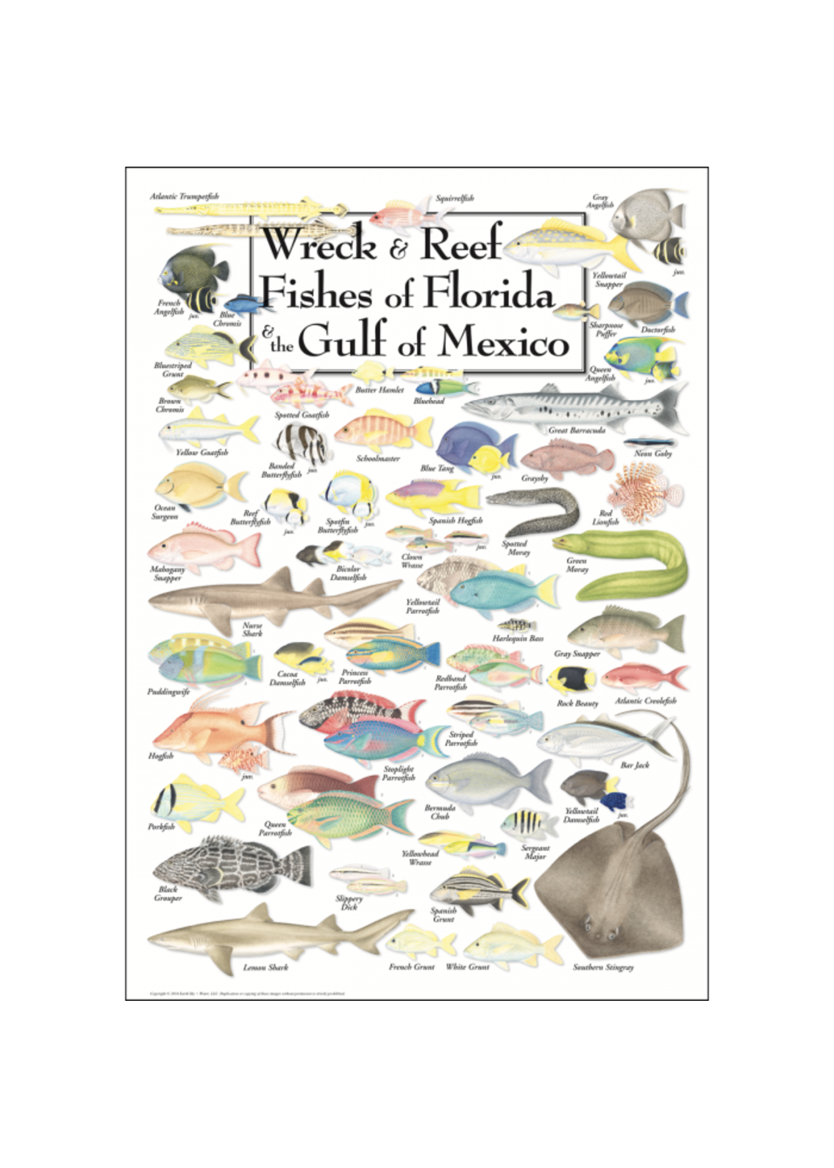 Earth Sky + Water POSTER Wreck & Reef Fishes of FL & Gulf
