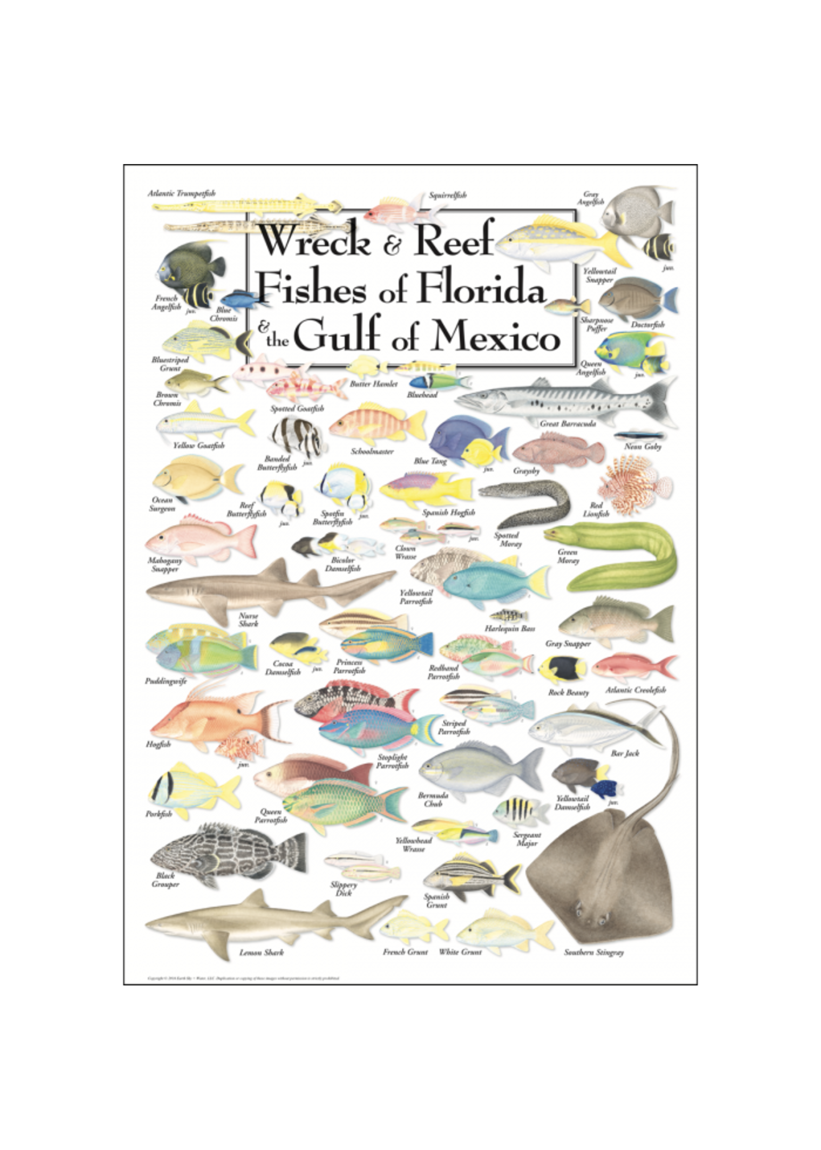 POSTER Wreck & Reef Fishes of FL & Gulf