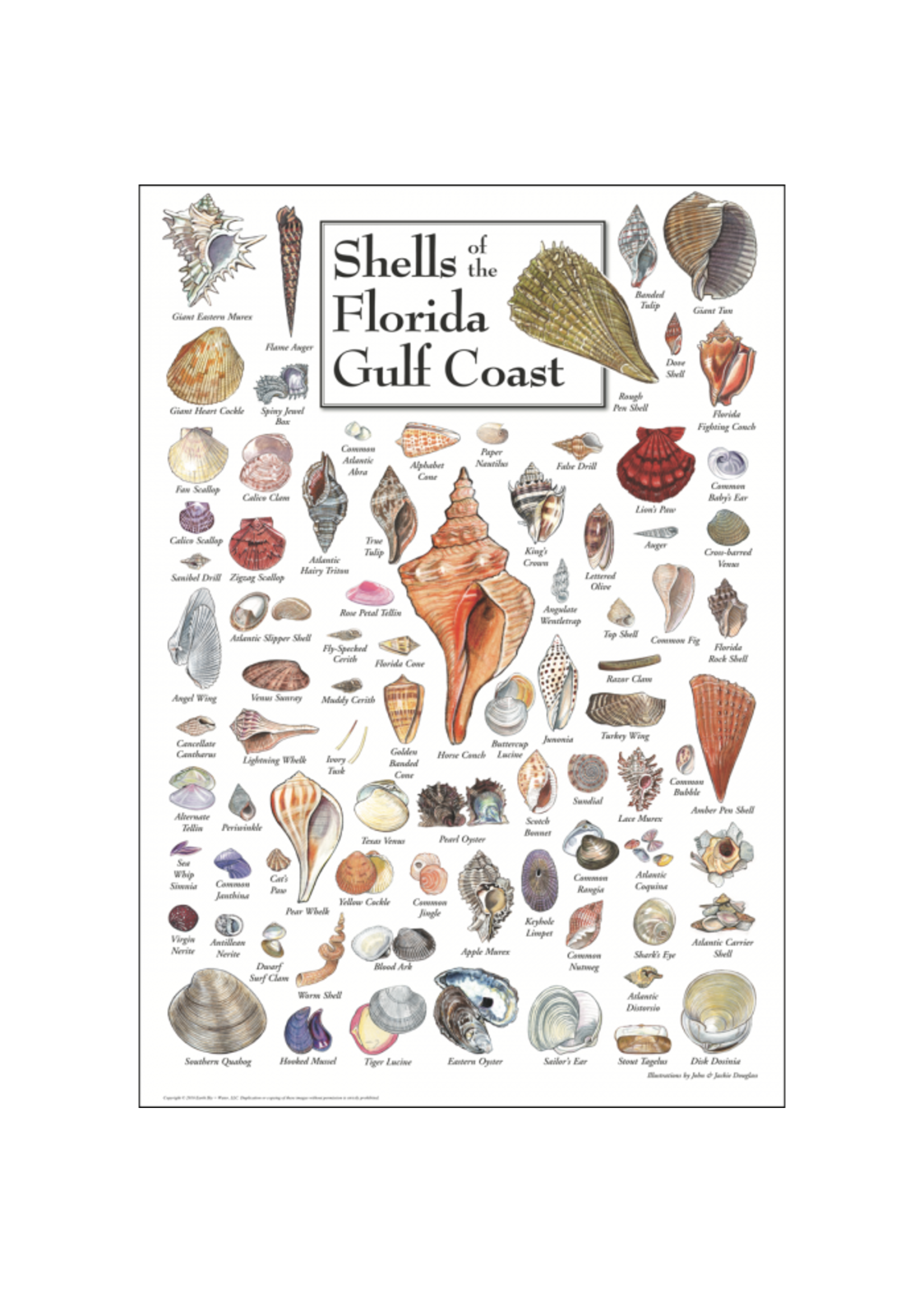 POSTER Shells of FL Gulf Coast