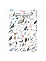 POSTER Sibley's Birds of FL