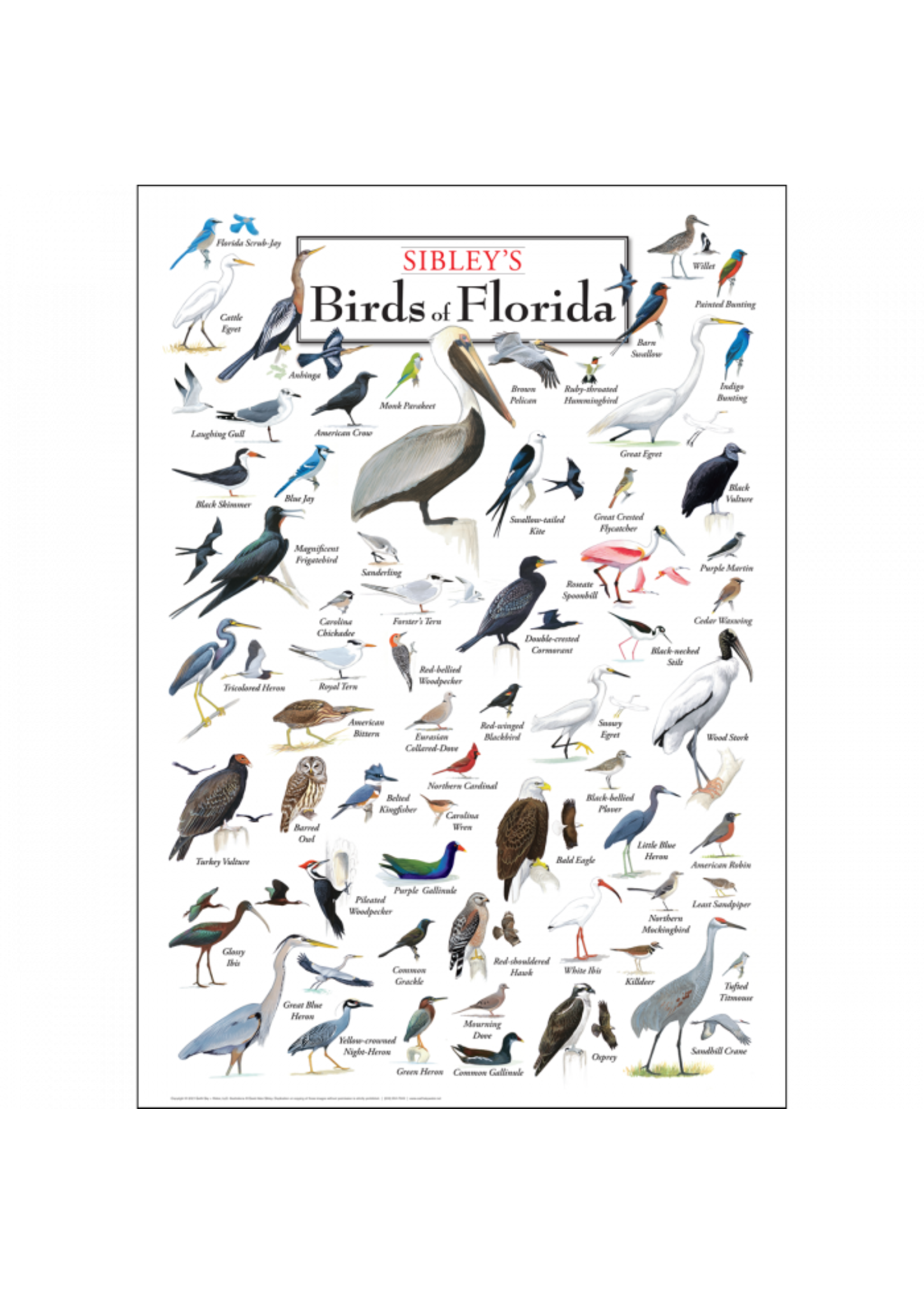 POSTER Sibley's Birds of FL