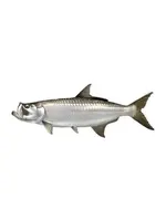 Salty Bones Tarpon Profile Fish Decal Sticker, 4.5″ x 15.75″